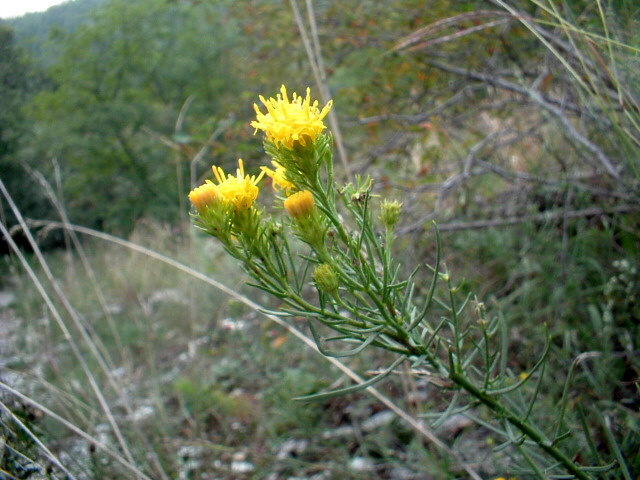 Galatella linosyris (=Aster linosyris) / Astro spillo d''oro